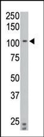 PTPRN2 Antibody in Western Blot (WB)