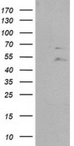 PTPN11 Antibody in Western Blot (WB)