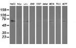 PTPN11 Antibody in Western Blot (WB)