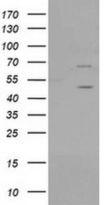 PTPN11 Antibody in Western Blot (WB)