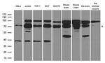 PTPN11 Antibody in Western Blot (WB)