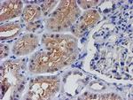 PTPN7 Antibody in Immunohistochemistry (Paraffin) (IHC (P))