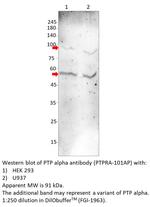 PTP alpha Antibody in Western Blot (WB)