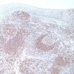 CD45RA Antibody in Immunohistochemistry (IHC)