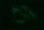 PTPRC Antibody in Immunocytochemistry (ICC/IF)