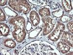 PTPRC Antibody in Immunohistochemistry (Paraffin) (IHC (P))