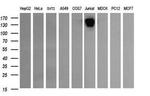 PTPRC Antibody in Western Blot (WB)