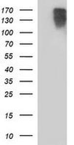 PTPRC Antibody in Western Blot (WB)