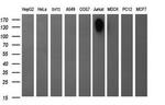 PTPRC Antibody in Western Blot (WB)