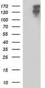PTPRC Antibody in Western Blot (WB)