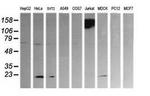 PTPRC Antibody in Western Blot (WB)