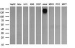 PTPRC Antibody in Western Blot (WB)