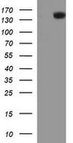 PTPRC Antibody in Western Blot (WB)