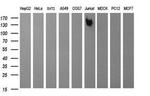 PTPRC Antibody in Western Blot (WB)