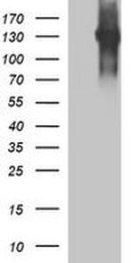 PTPRC Antibody in Western Blot (WB)