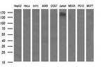 PTPRC Antibody in Western Blot (WB)