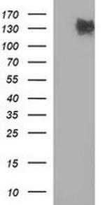 PTPRC Antibody in Western Blot (WB)