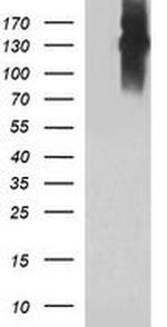 PTPRC Antibody in Western Blot (WB)
