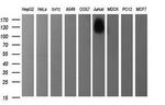 PTPRC Antibody in Western Blot (WB)