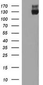 PTPRC Antibody in Western Blot (WB)