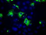 PTPRE Antibody in Immunocytochemistry (ICC/IF)