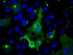 PTPRE Antibody in Immunocytochemistry (ICC/IF)