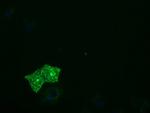 PTPRE Antibody in Immunocytochemistry (ICC/IF)