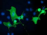 PTPRE Antibody in Immunocytochemistry (ICC/IF)