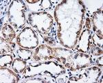 PTPRE Antibody in Immunohistochemistry (Paraffin) (IHC (P))