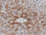 PTPRE Antibody in Immunohistochemistry (Paraffin) (IHC (P))
