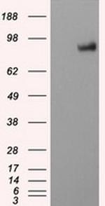 PTPRE Antibody in Western Blot (WB)