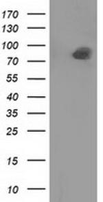 PTPRE Antibody in Western Blot (WB)