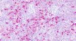 PTPRE Antibody in Immunohistochemistry (Paraffin) (IHC (P))