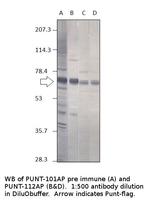 Punt Polyclonal Antibody