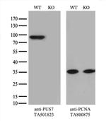 PUS7 Antibody
