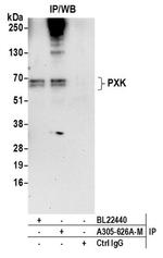 PXK Polyclonal Antibody