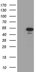 PXN Antibody in Western Blot (WB)