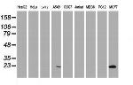 PYCARD Antibody in Western Blot (WB)