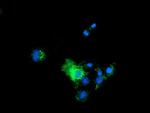 PYCR2 Antibody in Immunocytochemistry (ICC/IF)