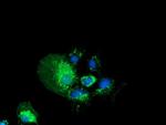 PYCR2 Antibody in Immunocytochemistry (ICC/IF)