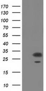 PYCR2 Antibody in Western Blot (WB)