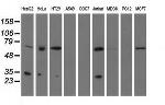 PYCR2 Antibody in Western Blot (WB)