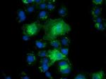 PYCRL Antibody in Immunocytochemistry (ICC/IF)