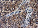 PYCRL Antibody in Immunohistochemistry (Paraffin) (IHC (P))