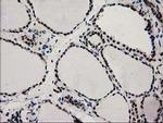 PYCRL Antibody in Immunohistochemistry (Paraffin) (IHC (P))
