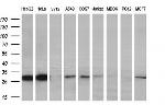 PYCRL Antibody in Western Blot (WB)