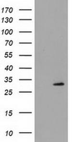 PYCRL Antibody in Western Blot (WB)