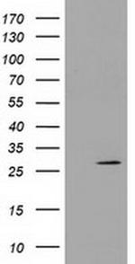 PYCRL Antibody in Western Blot (WB)