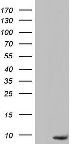 PYDC1 Antibody in Western Blot (WB)