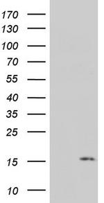 PYDC1 Antibody in Western Blot (WB)